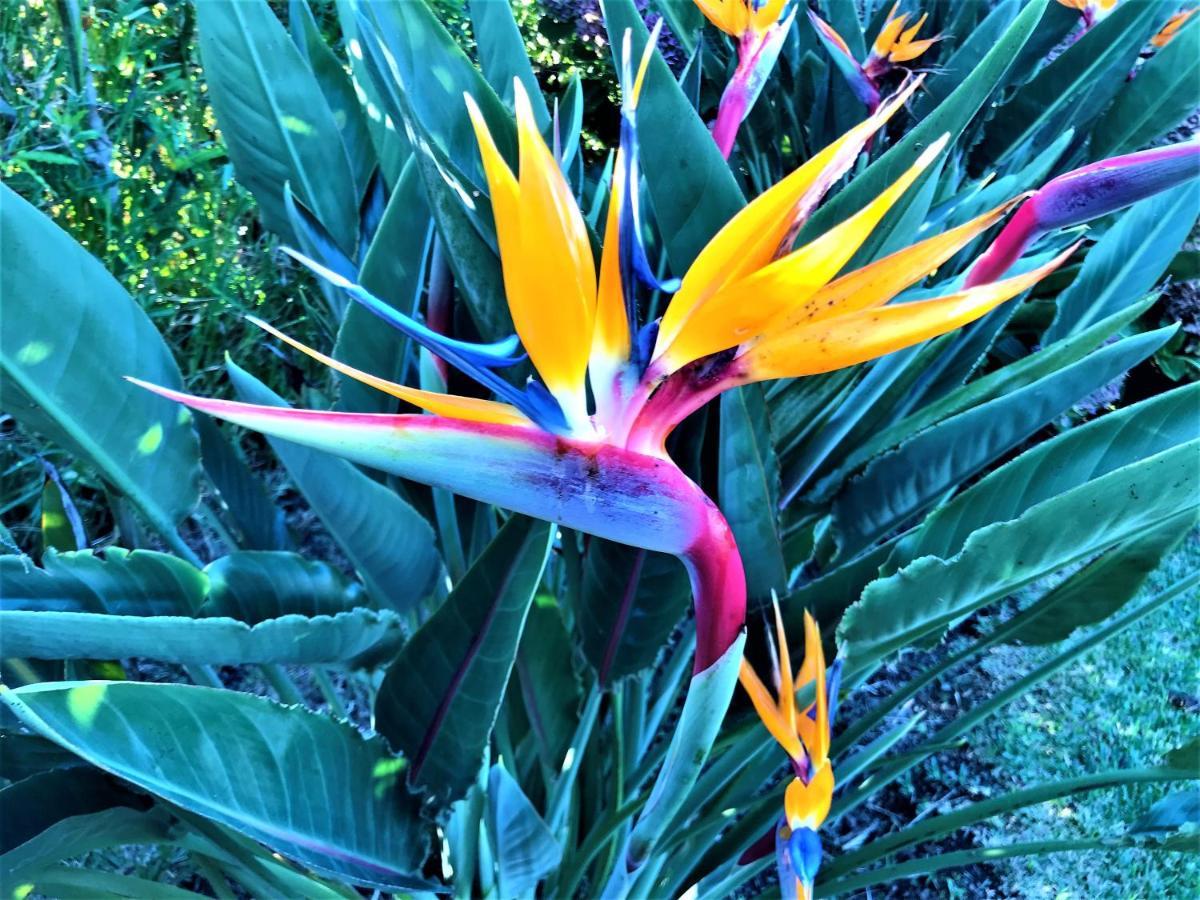 Surf Beach_Santa Barbara Secret Gardens Ribeira Grande Buitenkant foto